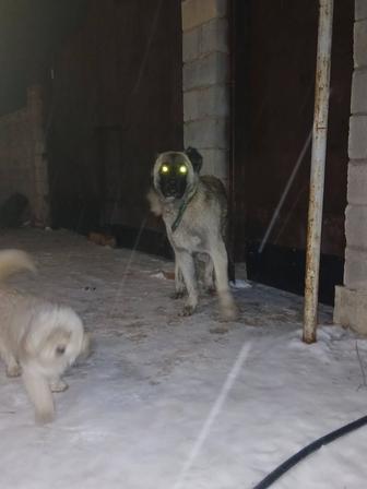 Здравствуйте в продаже сука кавказская овчарка