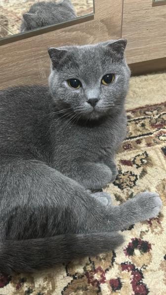 Отдам в хорошие руки кошка