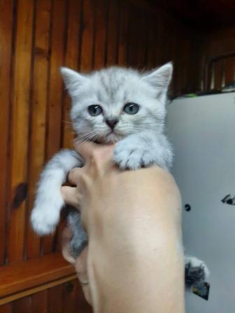 Шиншилла серебро девочка котёнок