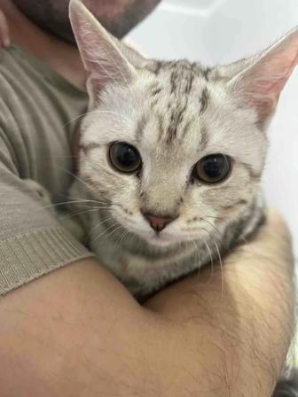 Отдашь кошку в хорошие руки. Порода шотландская. Не кастрирован.