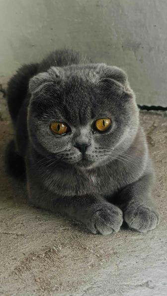 шотландская вислоухая кошка