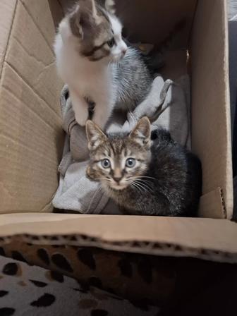 Отдам котят в добрые руки