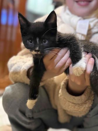 Потерялся котенок