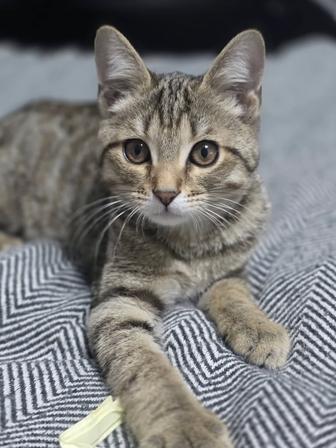 Котенок ищет любящую семью