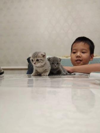 Кошка