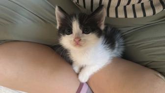 Отдам даром котенка