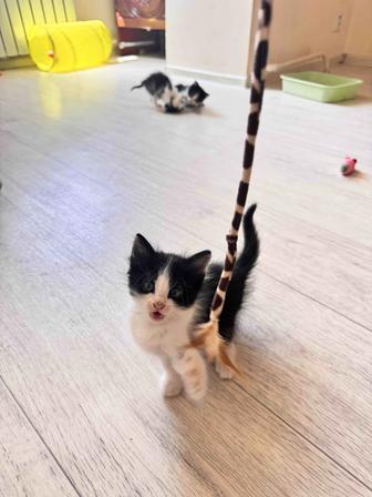 Отдам даром котенка