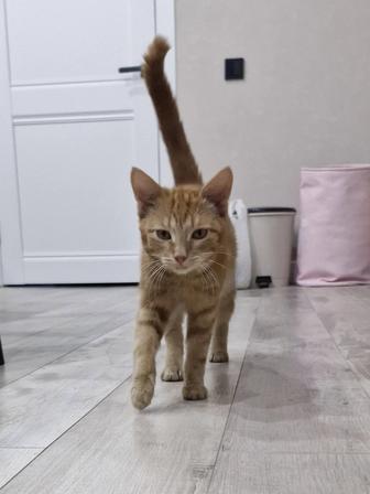 Кот в добрые руки