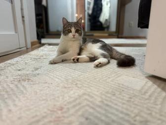 Кошка молодая