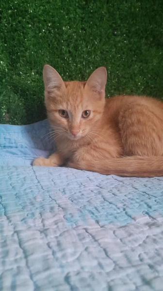 Котенок в хорошие руки