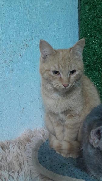 Котенок в хорошие руки