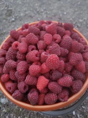 Малина дачная