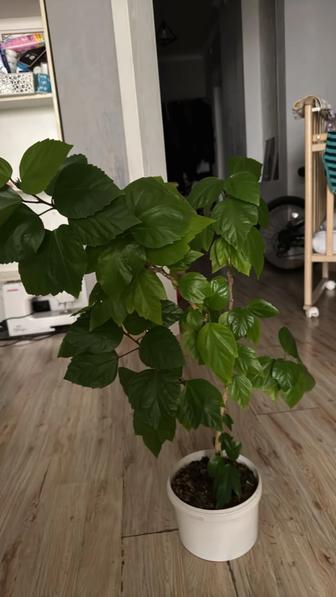 Китайская Роза 5лет