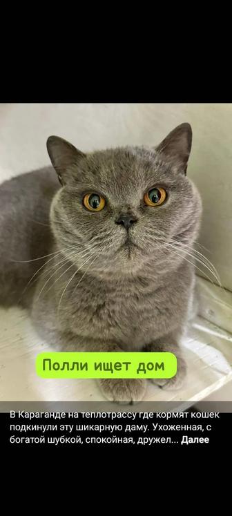 Кошечка Полли