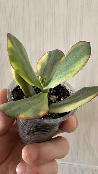 Крассула Blue Bird Variegata укорененный черенок