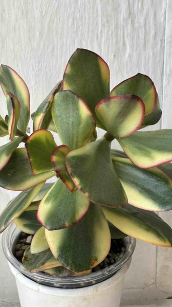 Крассула Blue Bird Variegata укорененный черенок