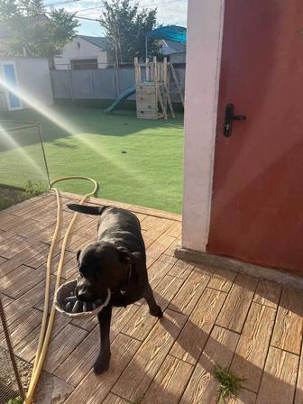 Отдам собаку в добрые руки