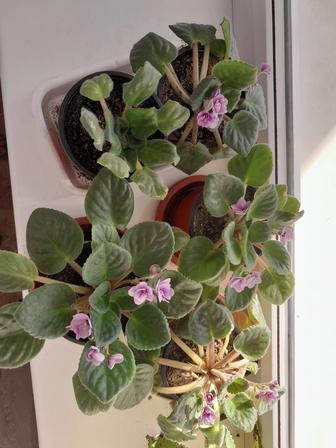 Продам цветы