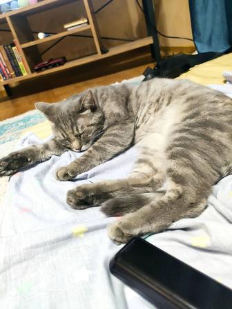 Кошка бесплатно