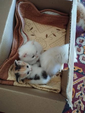 Отдам котят