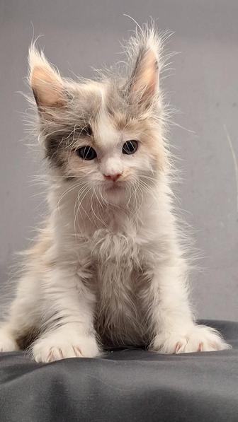 Котята мейн-кун из питомника есть рассрочка