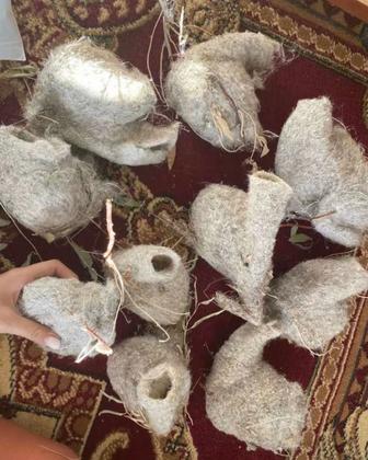 80түрлі ауруға ем құрқылтай құсының ұясы сатылады