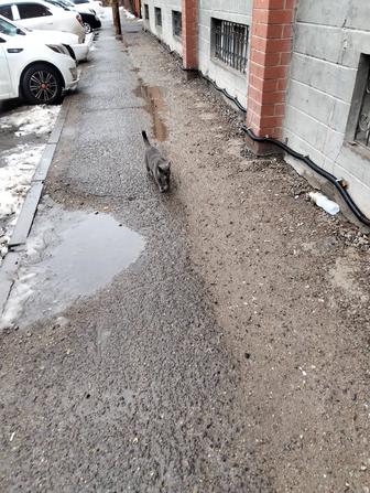 Отдам кошку