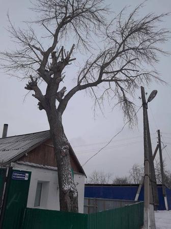 Спиливание деревьев. Утепление межпанельных швов