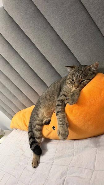 Кот с Терренкура ищет дом