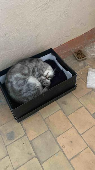 Кошечка ищет дом