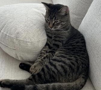 Пропал кот Оскар в районе Риксоса