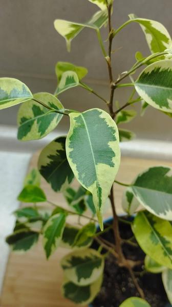 Фикус Бенджамина триколор