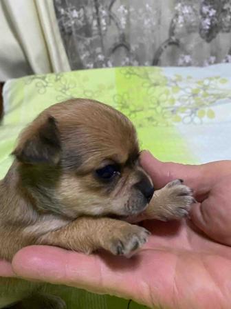 Щенки чихуахуа