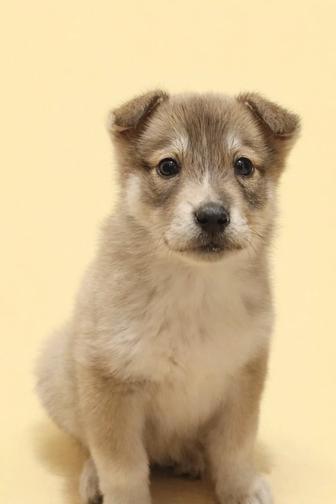 Щенки в заботливые руки