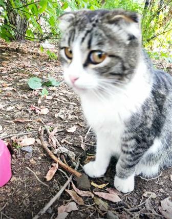 Котик вислоухий костра и, 1,5года