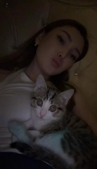 Отдадим котенка в добрые руки