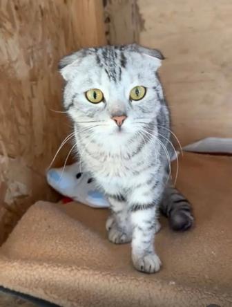 Ищем хозяев для котика