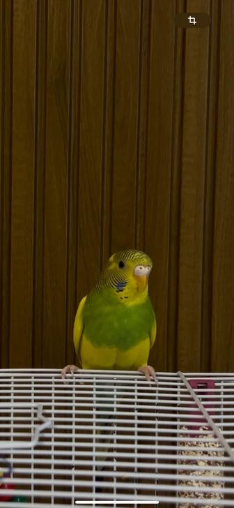 Волнистые попугаи