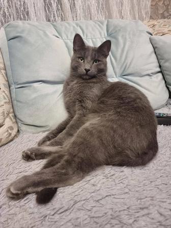 Кот и кошка ищут дом