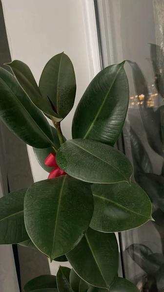 Продается комнатные цветы. Фикус.