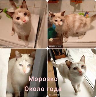 Кошечка молодая.