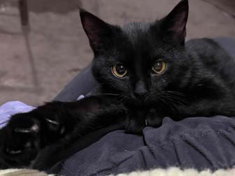 Котенок ищет дом, отдам. Мальчик