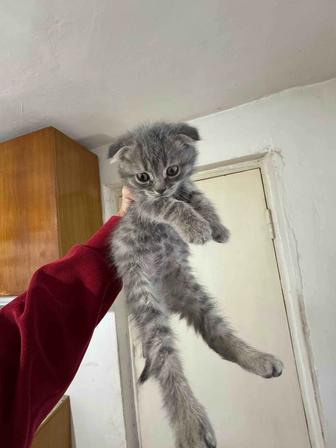 Отдам породистых котят БЕСПЛАТНО