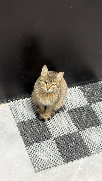 Нашли кошечку на улице , ищем добрые руки