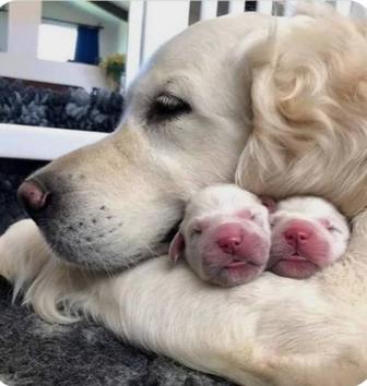 Голден ретривер(Золотистый Ретривер)