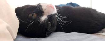 Выгул собак