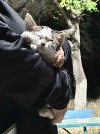 Отдам котенка в добрые ручки!мальчик!