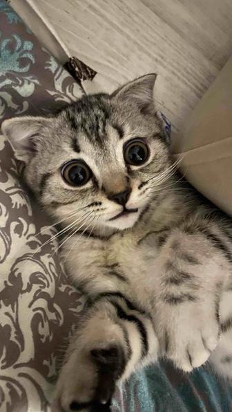 Отдам даром вислоухого котенка
