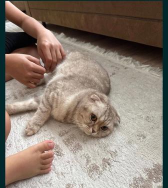 Продаю кошку по причине перезда