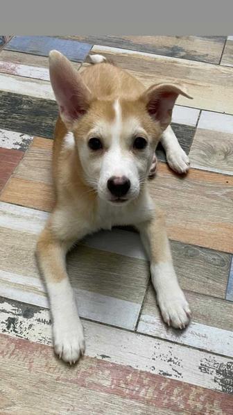 Щенки ищут дом